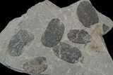 Pennsylvanian Fossil Fern (Macroneuropteris) Plate - Kentucky #181356-1